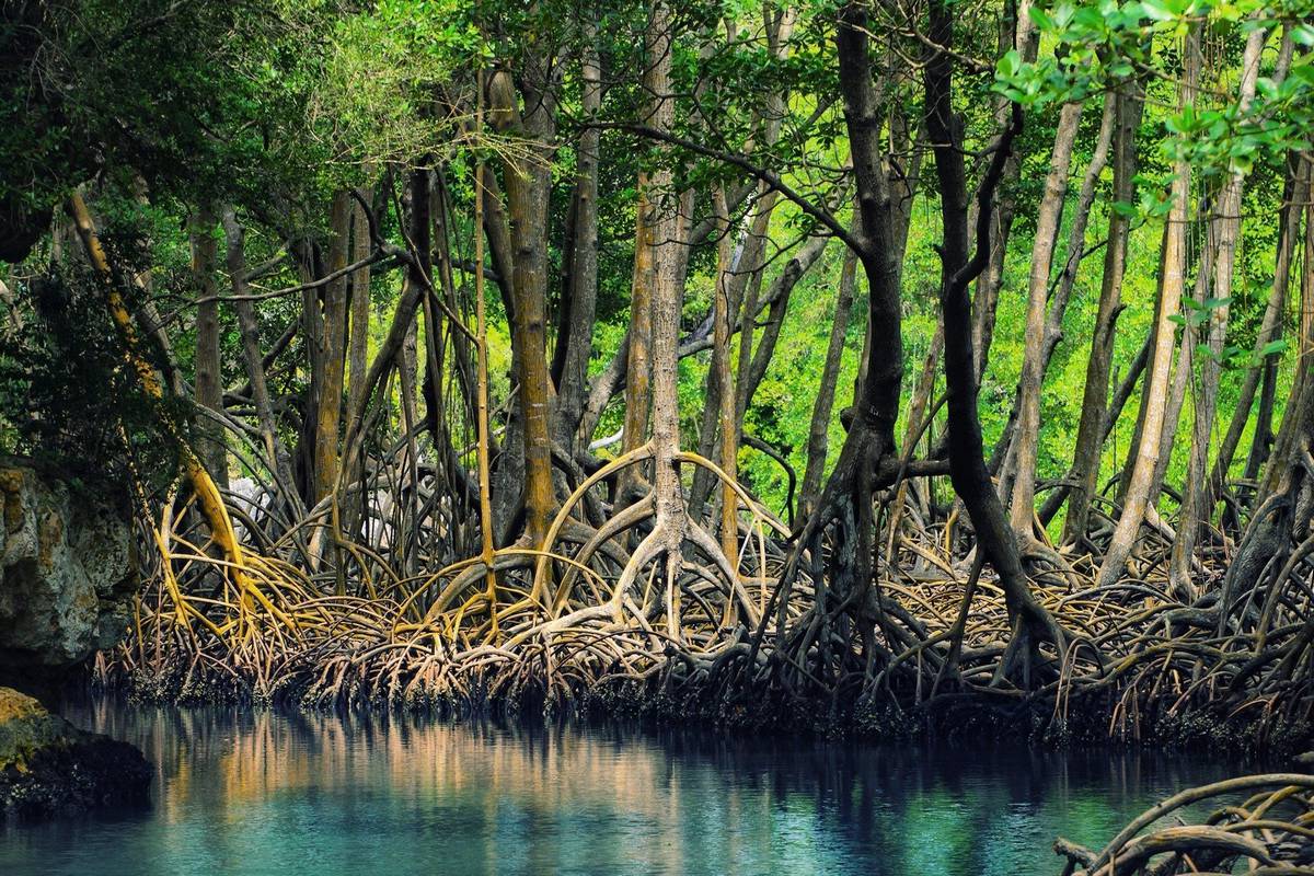 Qeshm Island-Mangrove Forest