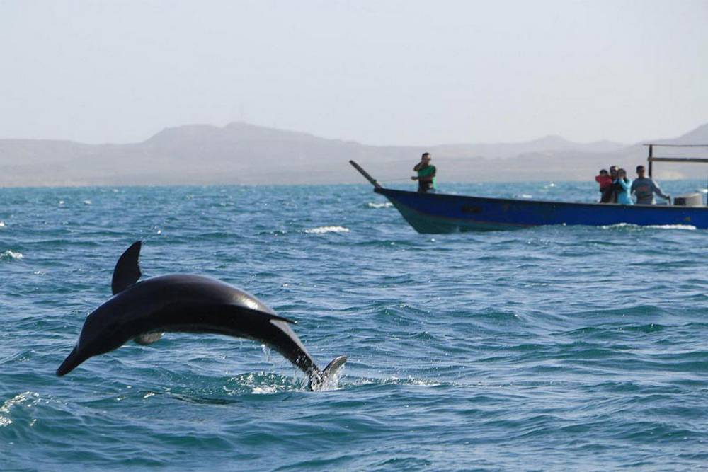 Qeshm-Attraction-Dolphins-in-Nature-Hengam-Island3