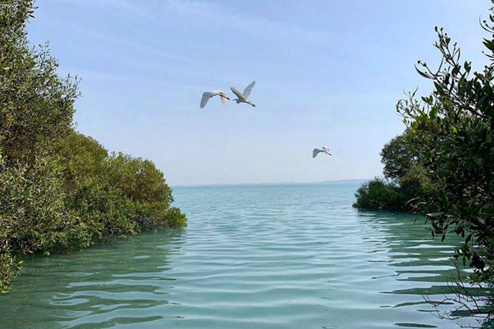 Qeshm-tourist-attractions-mangrove-forest-Iran