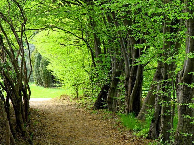 Hyrcanian Forests Iran