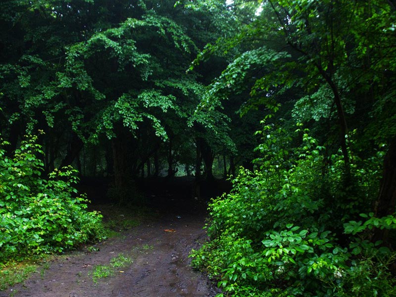 Hyrcanian Forests Iran
