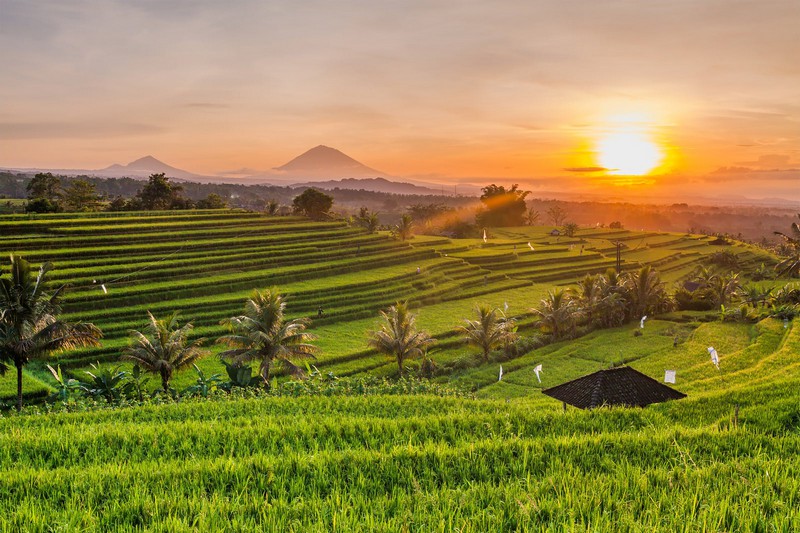 اندونزی-بالی-مزرعه-های-برنج-در-منطقه-اوبود