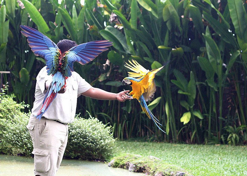 اندونزی-بالی-پارک-پرندگان-و-خزندگان