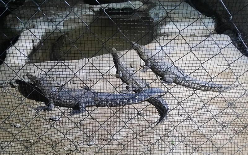qeshm-tourist-attractions-crocodile-park-پارک کروکودیل‌ها یا نوپک شگفت‌انگیز قشم