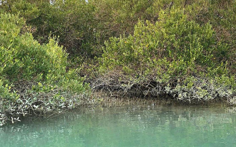 qeshm-tourist-attractions-mangrove-forest-جنگل های حرا قشم