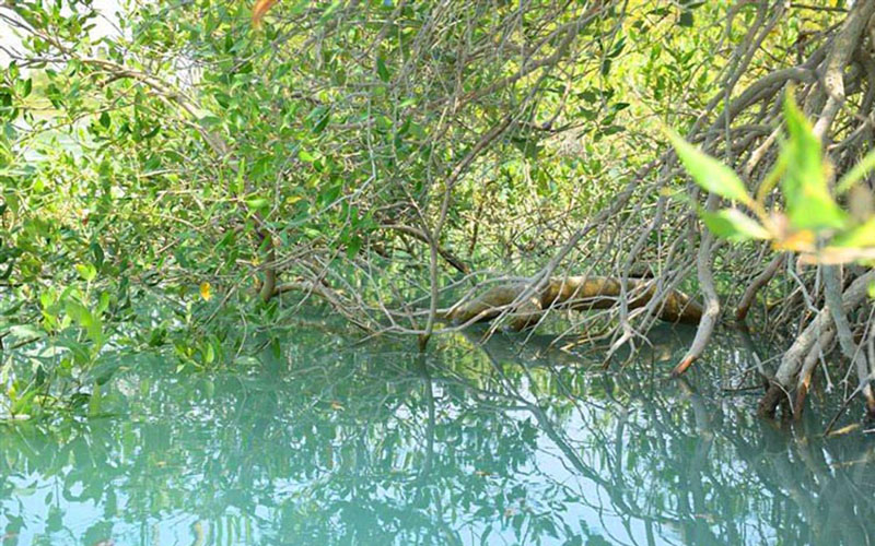 qeshm-tourist-attractions-mangrove-forest-جنگل های حرا قشم